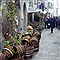Festa del Bosco